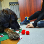 program kompleksowego wsparcia dla rodzin „Za życiem” na lata 2022 – 2026 PRIORYTET II. WCZESNE WSPOMAGANIE ROZWOJU DZIECKA I JEGO RODZINY Działanie 2.4. Wieloaspektowa i kompleksowa pomoc niepełnosprawnemu dziecku w okresie od 0. roku życia do rozpoczęcia nauki w szkole oraz jego rodzinie