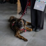 22 listopada 2024 r. Poradnia Psychologiczno-Pedagogiczna w Tarnowie świętowała Jubileusz 50-lecia! 22 listopada 2024 r. Poradnia Psychologiczno-Pedagogiczna w Tarnowie świętowała Jubileusz 50-lecia!